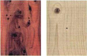 Европейские лиственные породы древесины